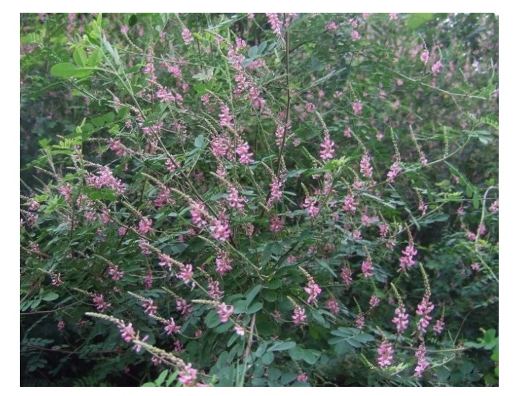 微信截图_20180901163844