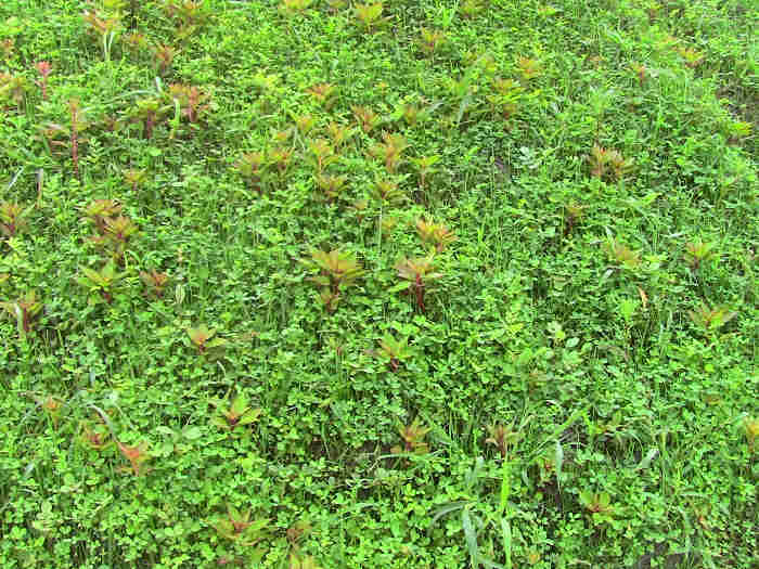 边坡绿化草种出苗期的养护与管理 