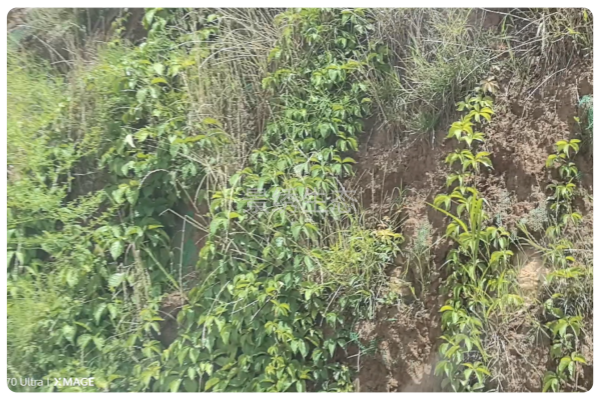 陡峭岩质边坡生态修复方案：爬藤植被长效复绿补救技术