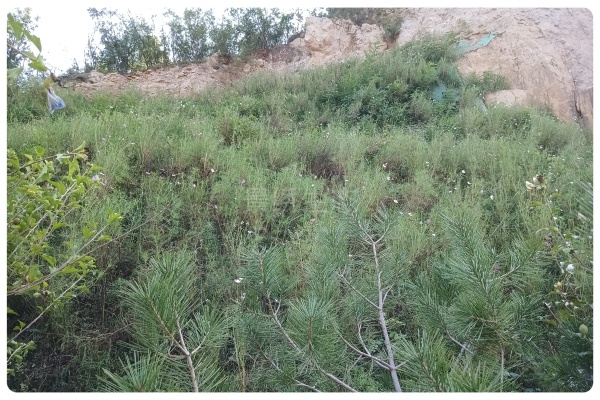 景绣生态遇高陡岩质坡面地形难题：喷播机喷水存 "盲区"，幼苗存活受威胁