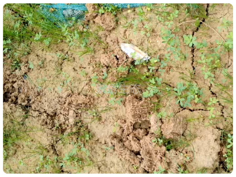 矿山复绿工程｜广东罗定项目抗旱养护纪实，筑牢生态复苏根基