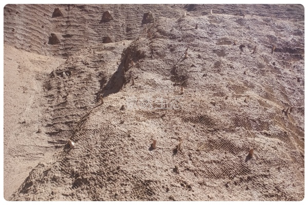 种植孔植生工法：景绣生态为白鹤滩旱谷地岩壁凿出 “生命之窗”