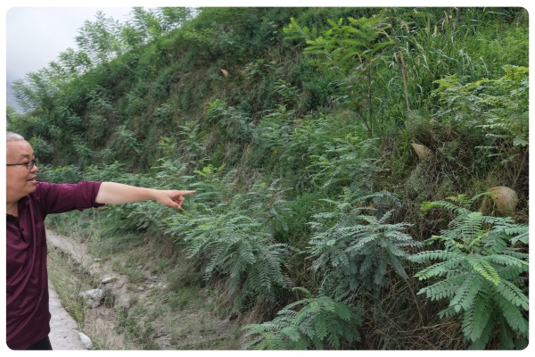 景绣生态集水植生檐破解高陡坡绿化难题 鲁山混凝土坡面焕发生机