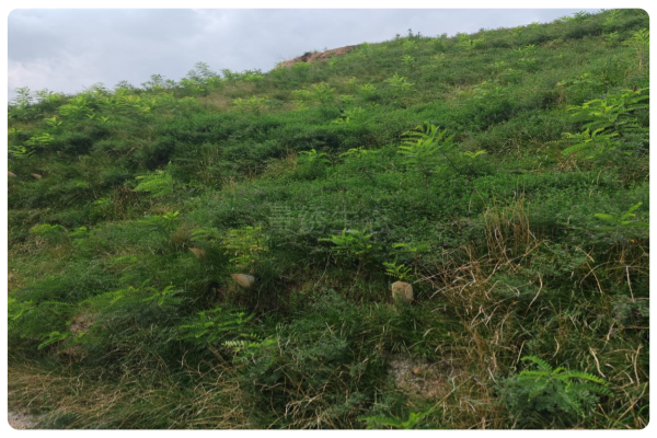集水植生檐技术：不同地理环境下的应用效果差异解析