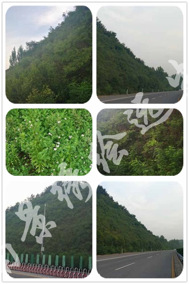 边坡绿化